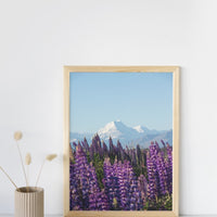 Mount Cook Lupins