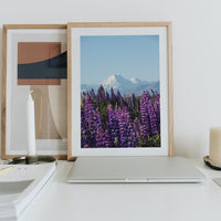 Mount Cook Lupins