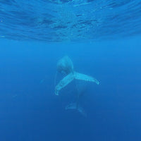 Mum and Calf - 1