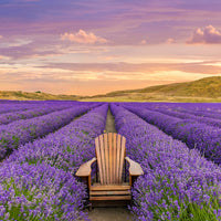 NEW ZEALAND LAVENDER