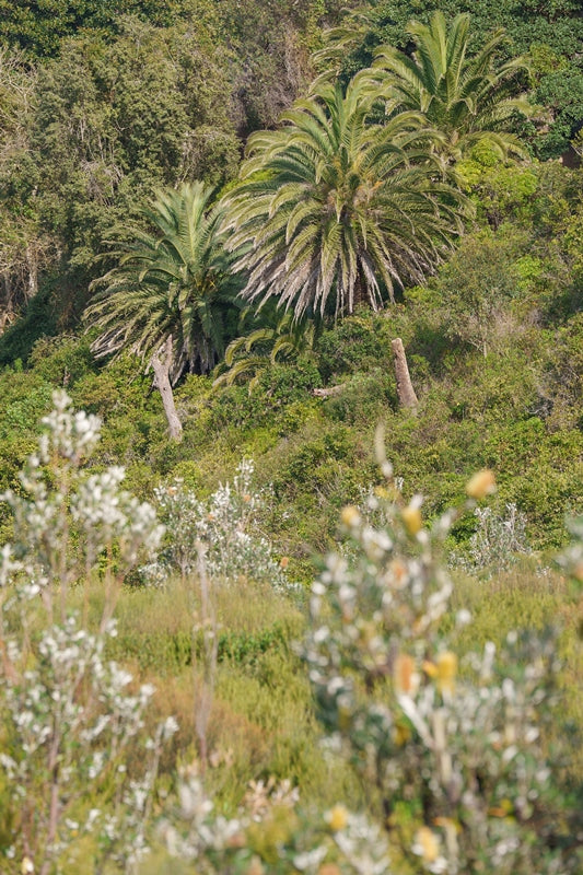PALM BEACH | HEADLAND HIKE