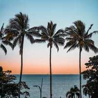 Palm Trees