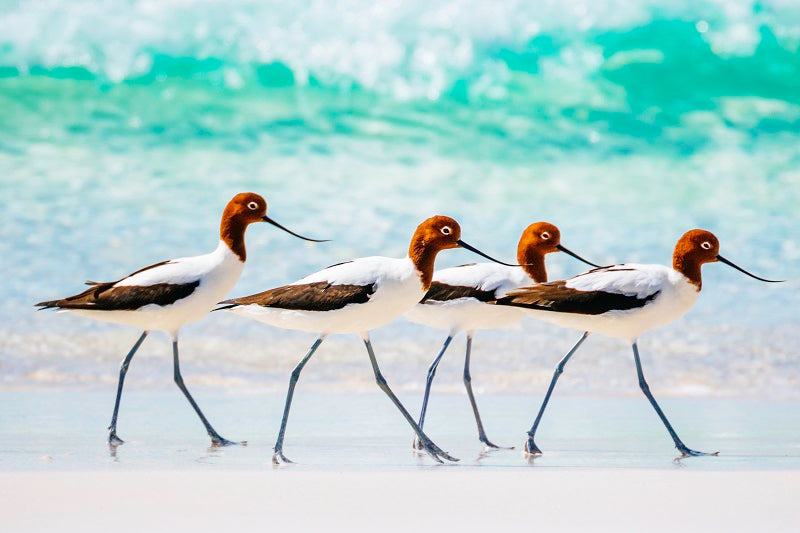 Red Necked Avocets, Western Australia - 1