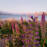 Sunset Purple