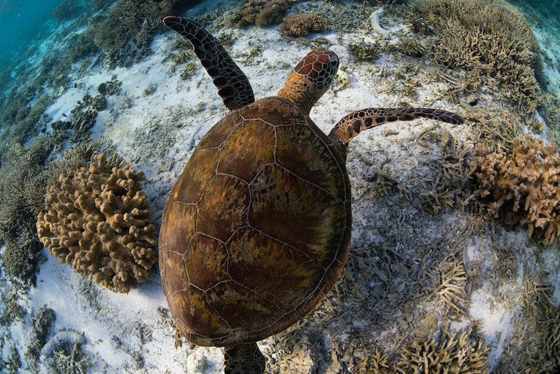 Turtle Over Coral Reef