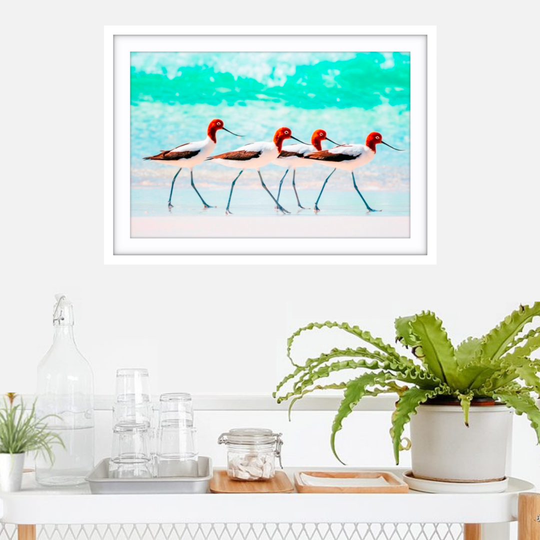 Red Necked Avocets, Western Australia - 2