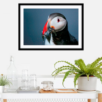 Puffin portrait, Iceland - 2