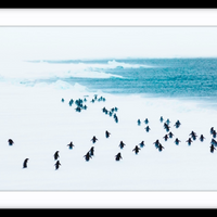 Penguins in a storm, Antarctica - 5