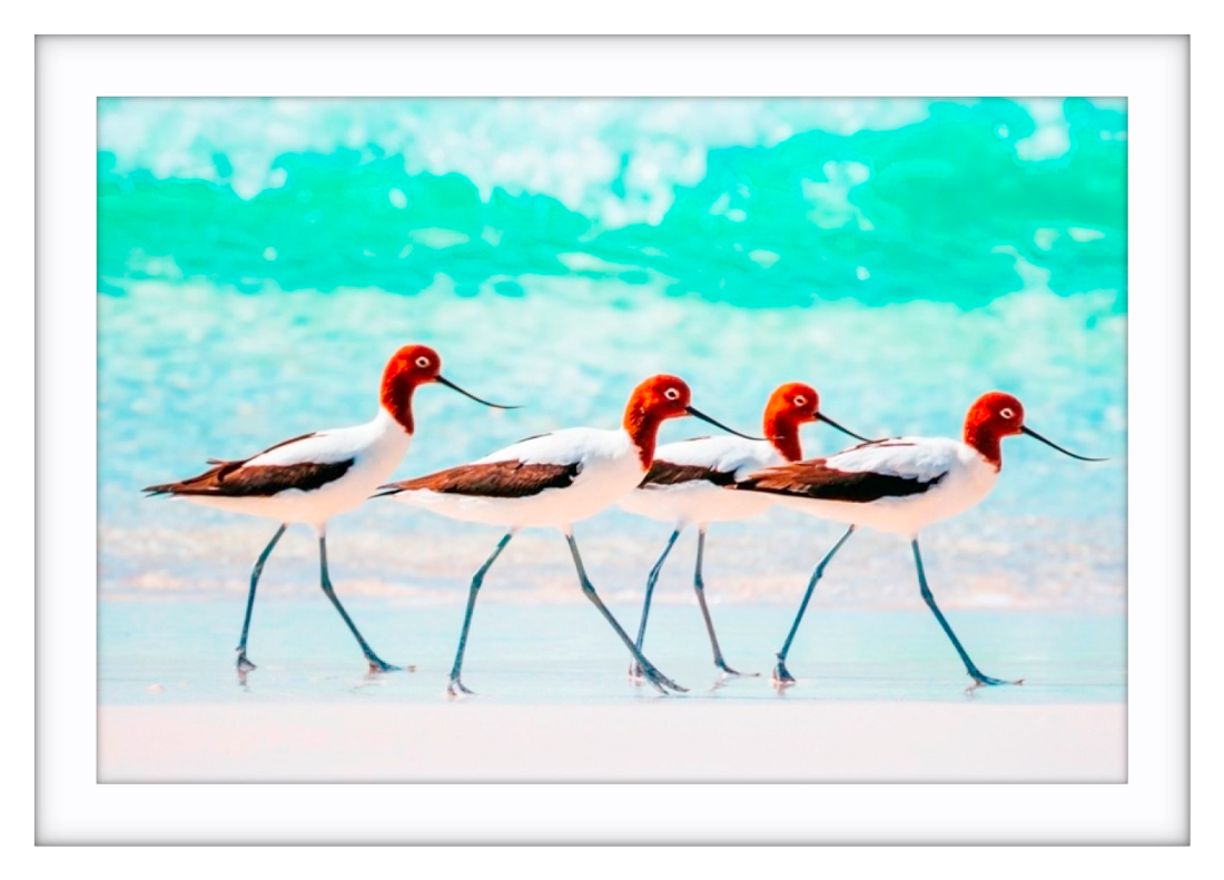Red Necked Avocets, Western Australia - 4
