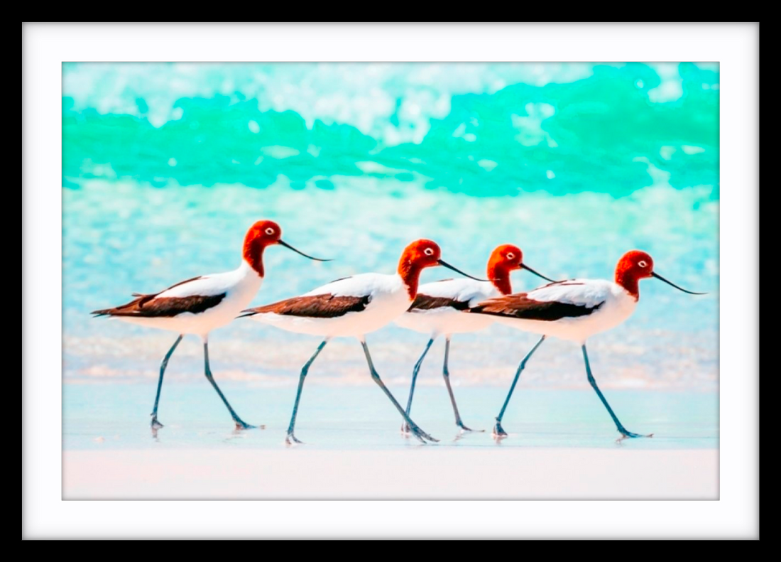 Red Necked Avocets, Western Australia - 5