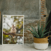 Iconic Kookaburra at Jolly’s Lookout in Queensland