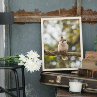 Iconic Kookaburra at Jolly’s Lookout in Queensland