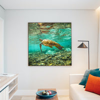 HERON ISLAND TURTLE