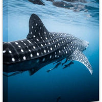 RHINCODON