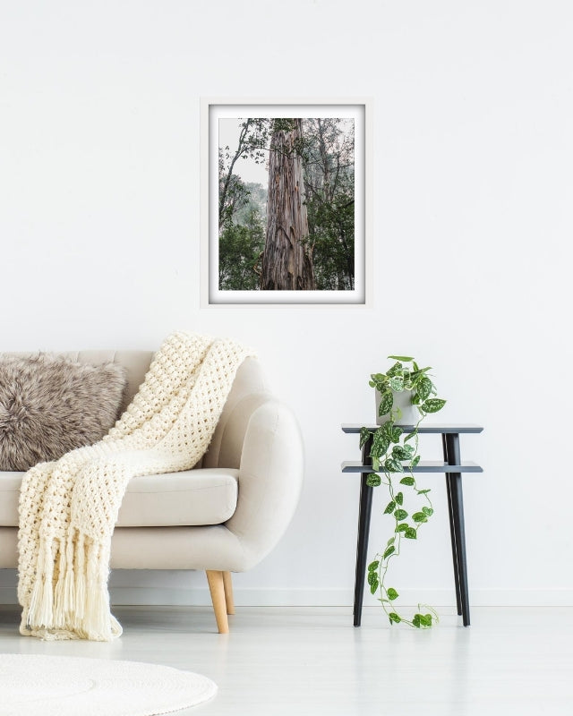 Big barky tree in Mt Field