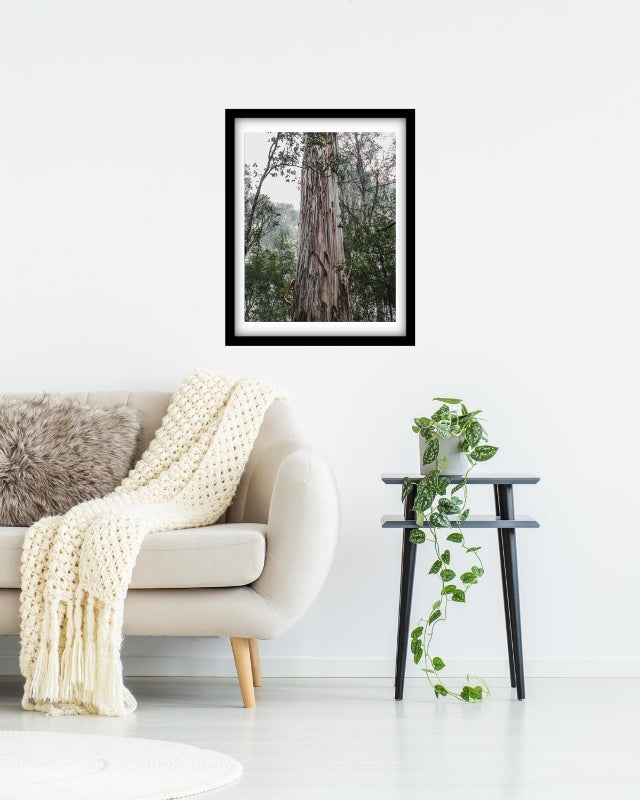 Big barky tree in Mt Field