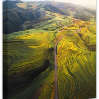 Canola Layers