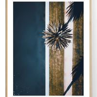 Albert Park Palm