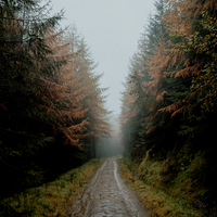 Autumn Mornings in the Forest