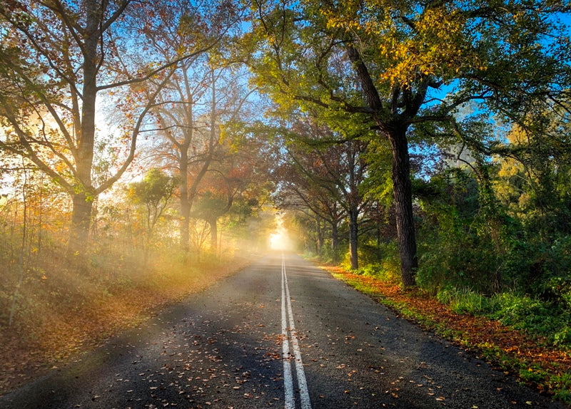 Autumn Road