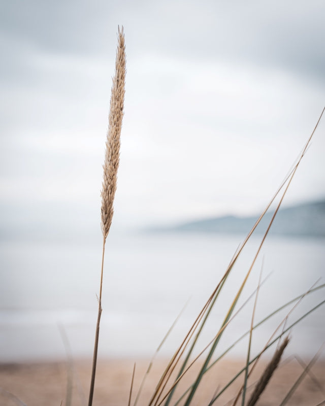 Beach vibes in the long grass