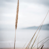 Beach vibes in the long grass