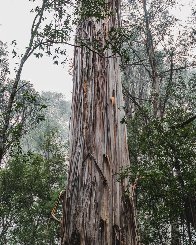 Big barky tree in Mt Field