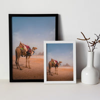 Camel & Giza Pyramids in Egypt