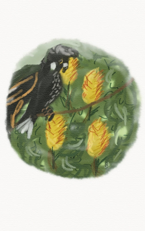 Black Cockatoo Eating Banksia