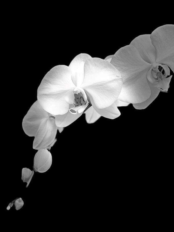 Black and White Orchid