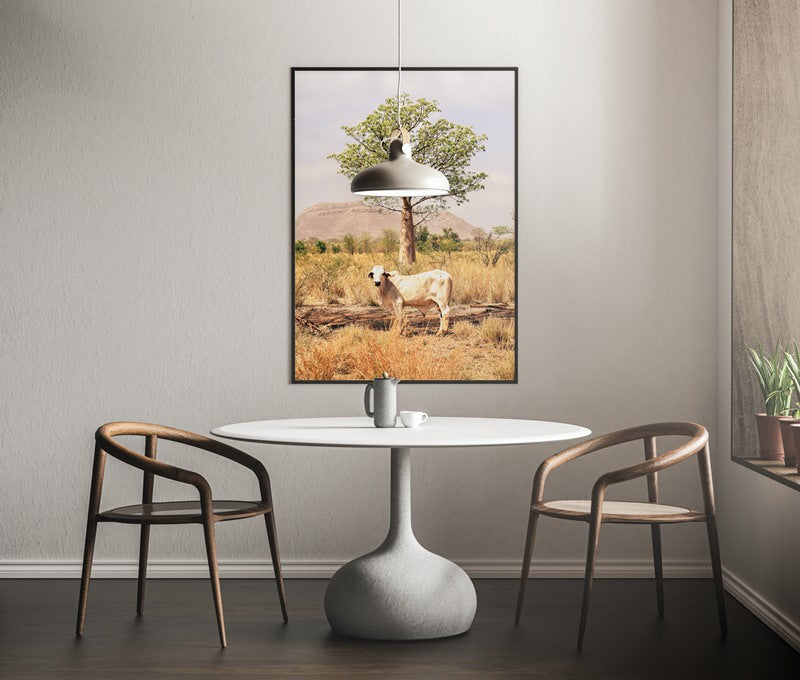 Boab and the Brahman