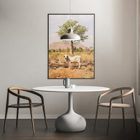 Boab and the Brahman