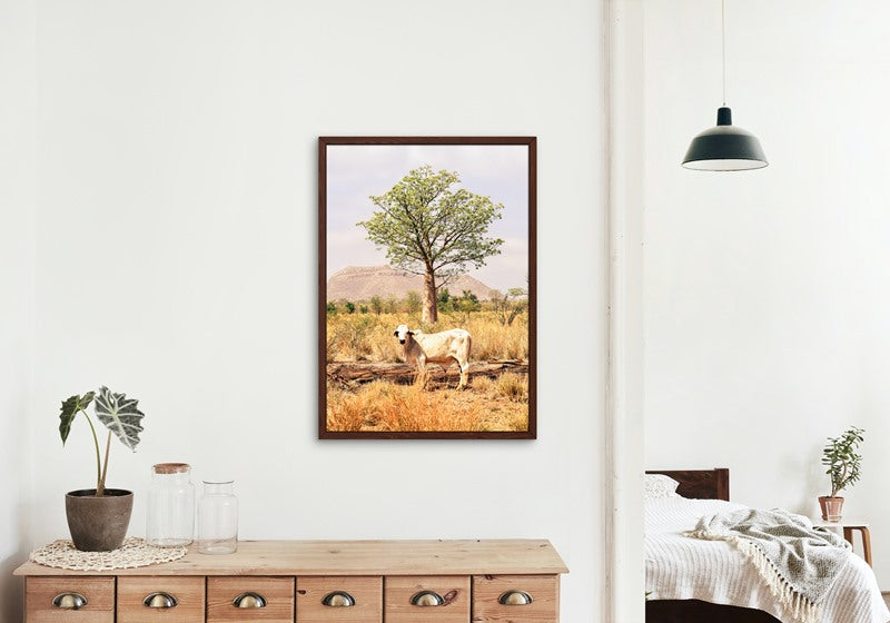 Boab and the Brahman