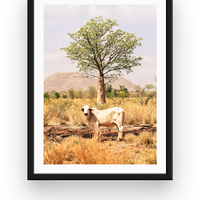 Boab and the Brahman