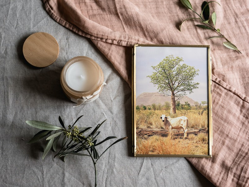 Boab and the Brahman