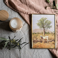 Boab and the Brahman