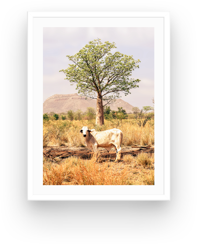 Boab and the Brahman