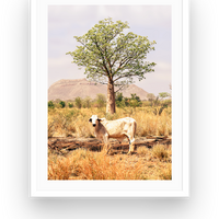 Boab and the Brahman