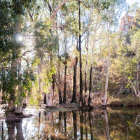 Borroloola Bush