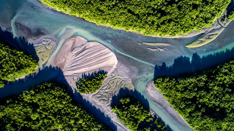 Brazilian Mangrove