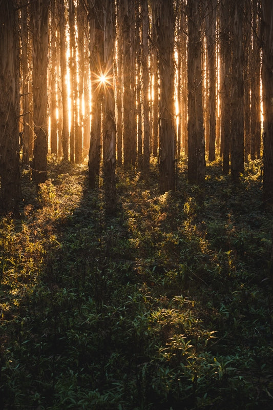 Break through | Trowutta Tasmania