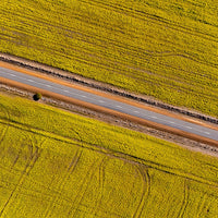 Canola Fields