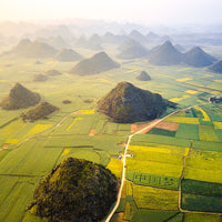 Canola Fields