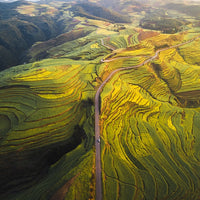 Canola Layers
