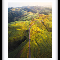 Canola Layers