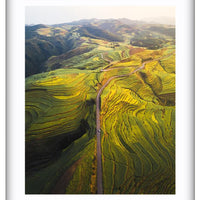 Canola Layers