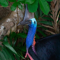 Cassowary 1