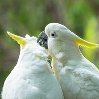 Cockatoo