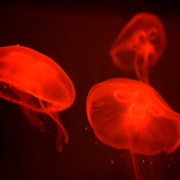 At the aquarium #4