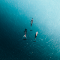 Dolphin Pals